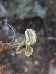 Lomatium brandegeei