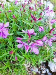 Chamaenerion colchicum