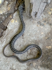 Amphiesma stolatum