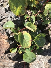 Amelanchier alnifolia