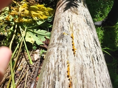 Dacrymyces spathularia
