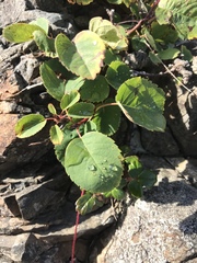 Amelanchier alnifolia