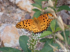 Argynnis hyperbius