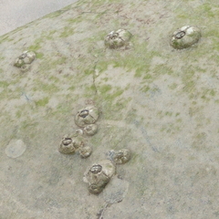 Chelonibia testudinaria