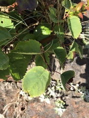 Amelanchier alnifolia