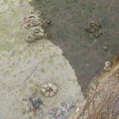 Chelonibia testudinaria