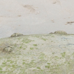 Chelonibia testudinaria