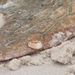 Chelonibia testudinaria