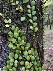 Lemmaphyllum microphyllum