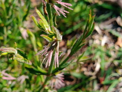 Opercularia turpis
