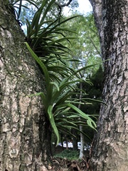 Lepisorus thunbergianus