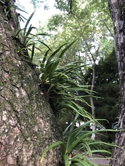 Lepisorus thunbergianus