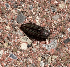 Buprestis striata