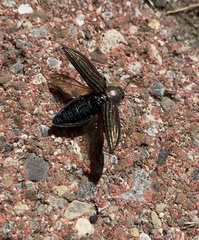 Buprestis striata