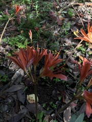 Lycoris radiata