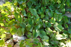 Vitis rupestris