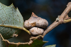 Heteroecus sanctaeclarae