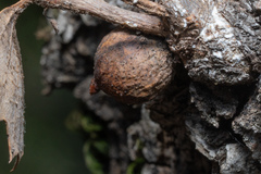 Heteroecus pacificus