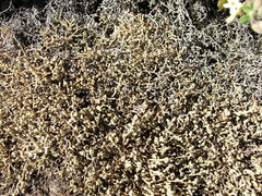 Selaginella caffrorum