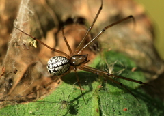 Floronia bucculenta
