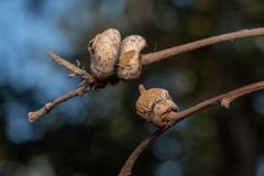 Heteroecus sanctaeclarae