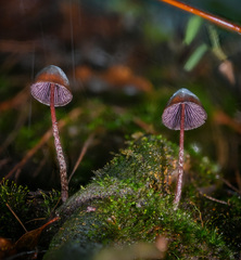 Psilocybe neoxalapensis
