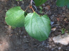 Ceanothus sanguineus