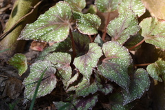 Begonia grandis