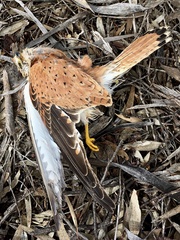 Falco cenchroides cenchroides