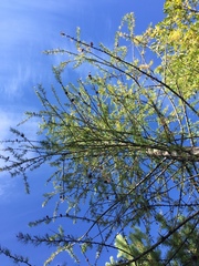 Larix occidentalis