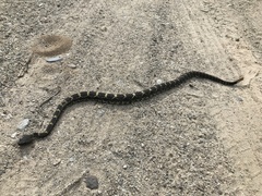 Crotalus cerberus