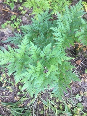Ligusticum canbyi