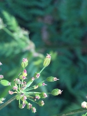 Ligusticum canbyi