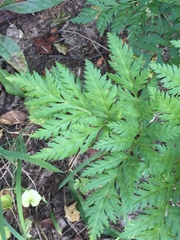 Ligusticum canbyi
