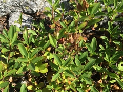 Penstemon ellipticus