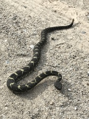 Crotalus cerberus