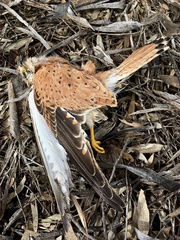 Falco cenchroides cenchroides