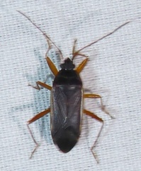 Balboa ampliata