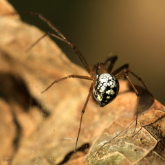 Floronia bucculenta