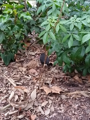 Turdus merula merula