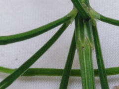 Equisetum
