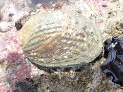 Haliotis iris
