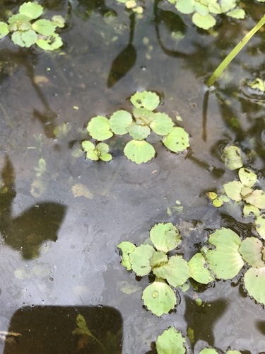 Brazilian waterhyssop (Bacopa egensis)