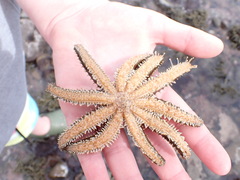 Coscinasterias muricata
