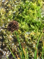 Juncus mertensianus