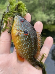 Lepomis peltastes