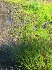 Juncus mertensianus