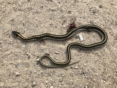 Thamnophis cyrtopsis