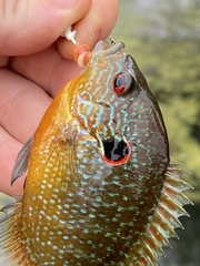 Lepomis peltastes