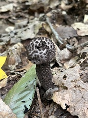 Strobilomyces strobilaceus